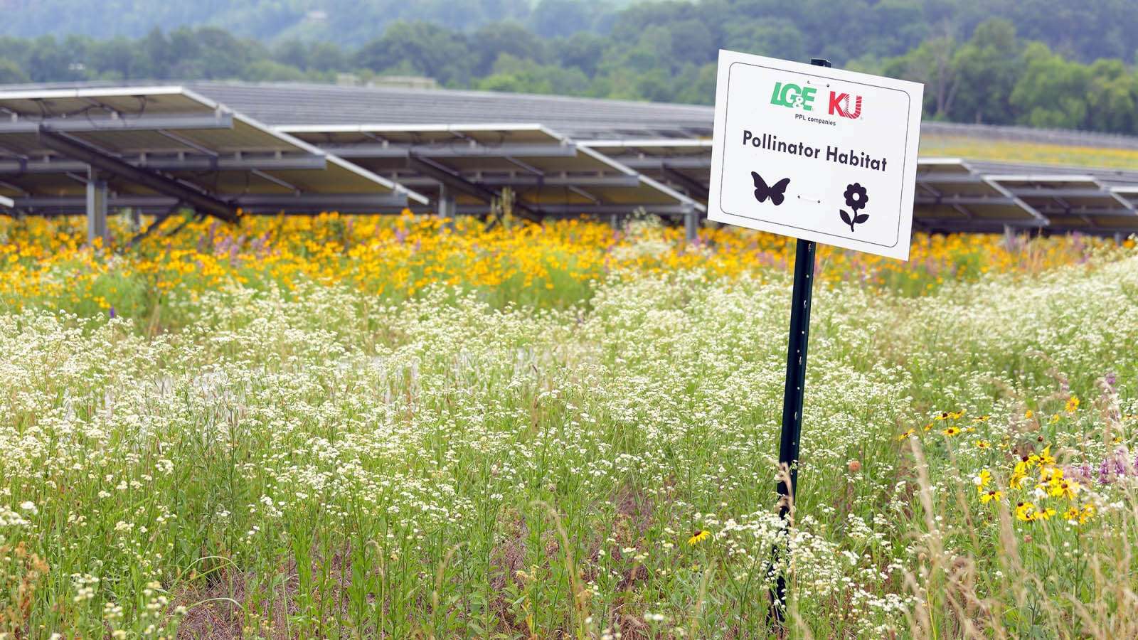 solar farm with wildflowers and pollinator habitat sign in foreground