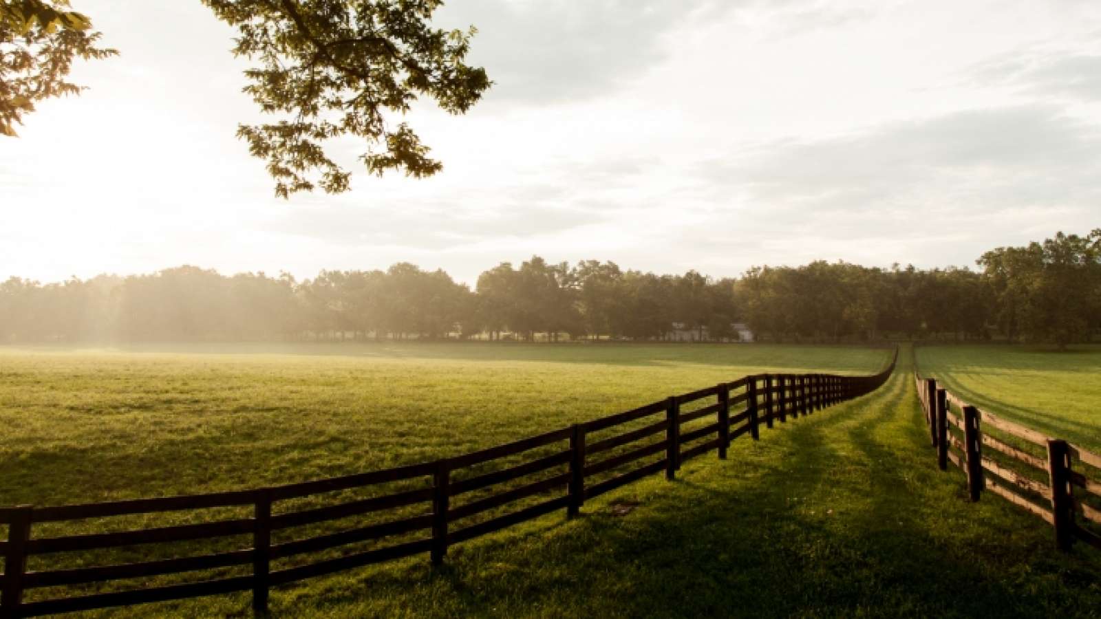 photo of a horse farm with a hazy field and fencing