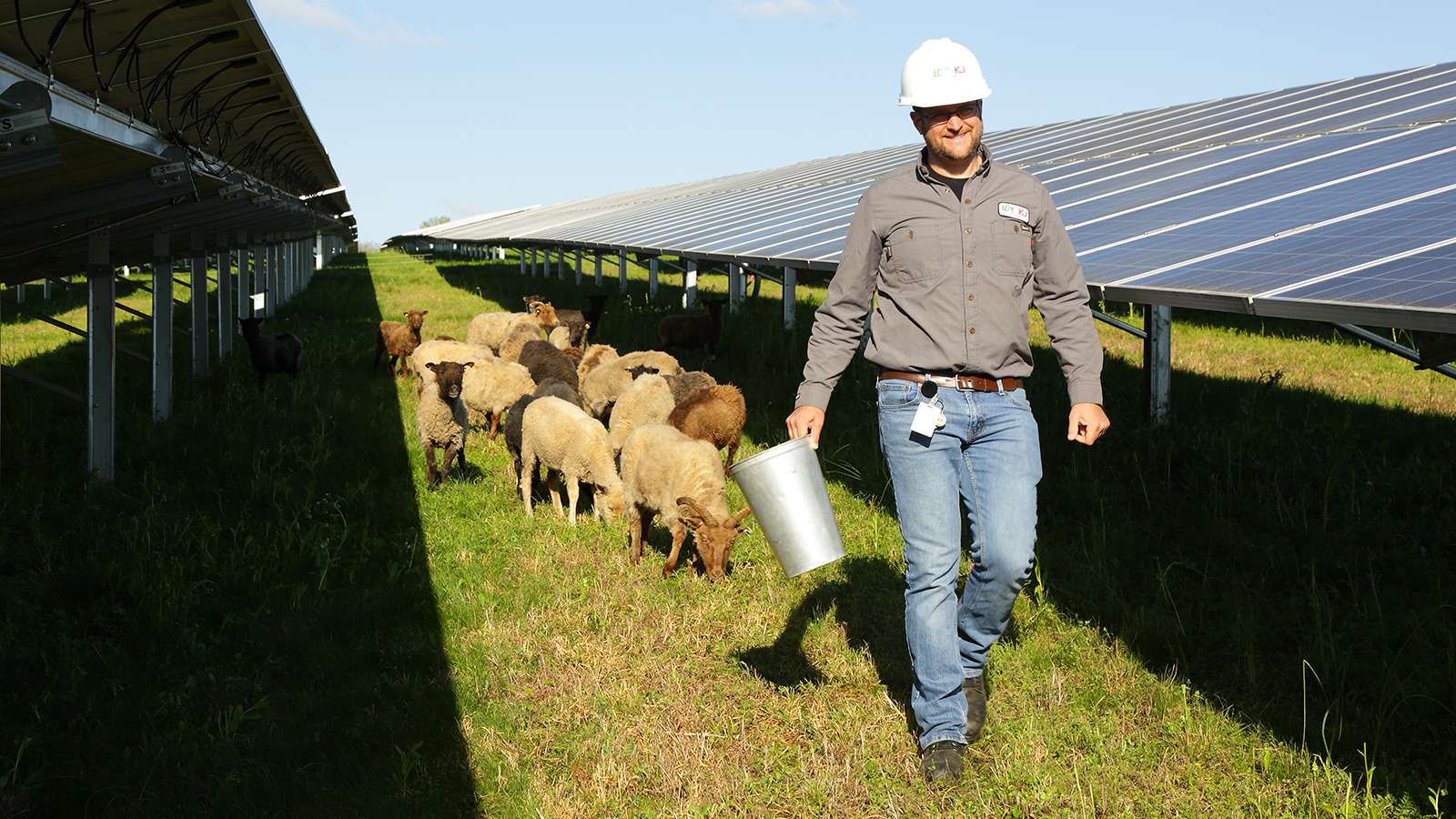 Sheep and employee on solar field E.W. Brown