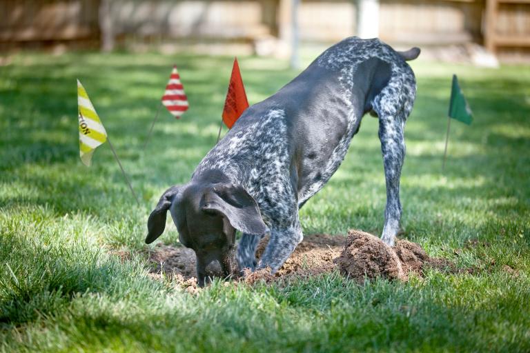 Dog digging in the yard